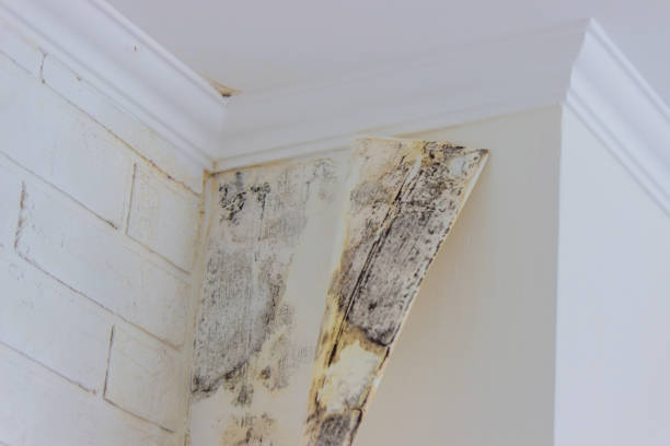 Mold Documentation for Insurance Claims